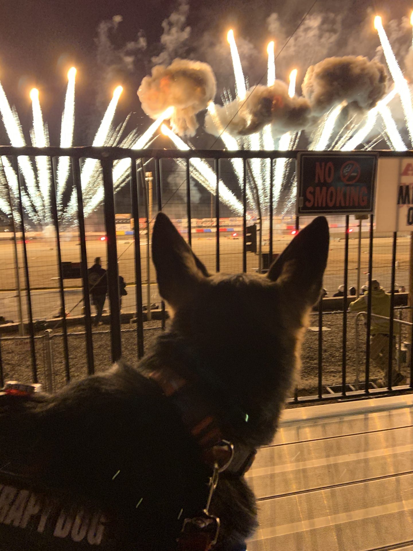 Miss Dodger keeps here eyes on the noisy, bright flashes of light. She was 12 weeks old when at her first fireworks display.